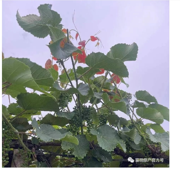 20240318140138397-微信截图_20240318135832