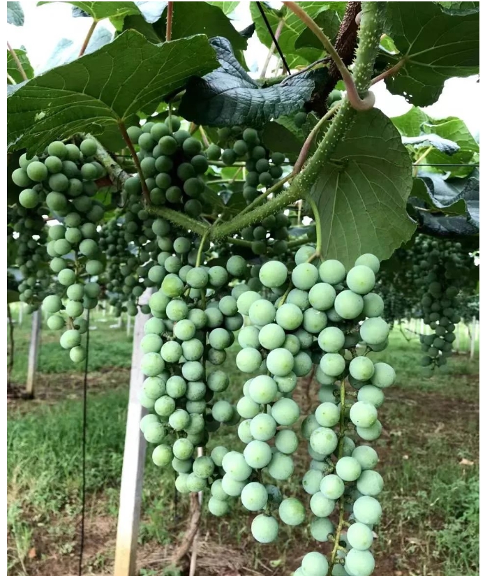 20240318140139950-微信截图_20240318135847