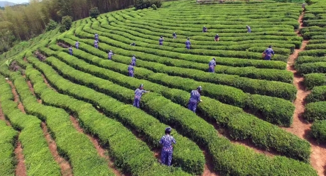 绍兴市：茶叶（红茶、绿茶）的生产采购|汽车产业|汽车配件|机加工蚂蚁智酷企业交流社群中心