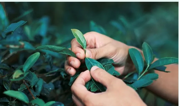 西安市：专注于植物中天然活性成分及相关衍生物的研究、开发和生产，服务于保健品和化妆品行业等广泛领域采购|汽车产业|汽车配件|机加工蚂蚁智酷企业交流社群中心