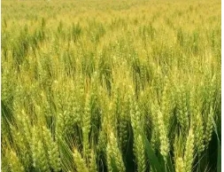 宝鸡市：集农作物新品种选育、育种生产、推广、农技服务、粮食储存加工于一体的现代农业生产化企业。采购|汽车产业|汽车配件|机加工蚂蚁智酷企业交流社群中心