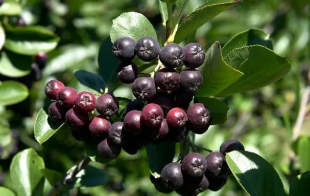 四平市：果汁饮料制造、销售；配制酒、果酒、白酒、蜜饯、坚果等等。采购|汽车产业|汽车配件|机加工蚂蚁智酷企业交流社群中心